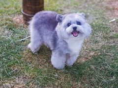 -宠颐生动物医院·心脏科·保险定点(锦阳分院)