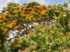 -中国科学院西双版纳热带植物园