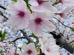 -顾村公园
