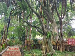 -瑞丽独树成林风景区