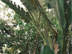 -瑞丽独树成林风景区