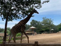 -大连森林动物园