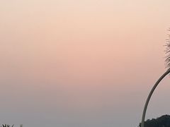 -空港花田景区