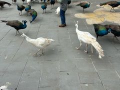 -西双版纳原始森林公园