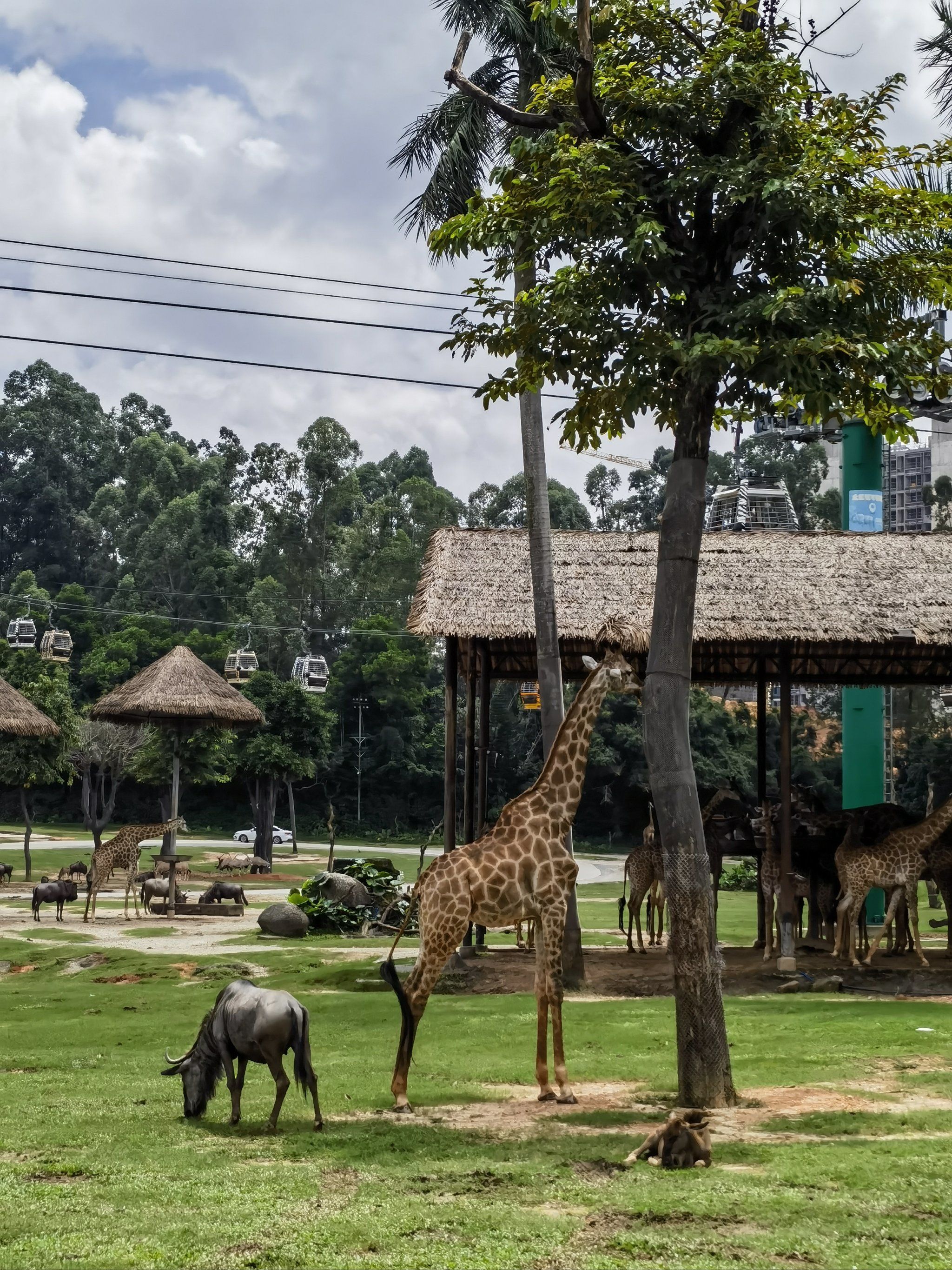 动物园里de高富帅♡长颈鹿
