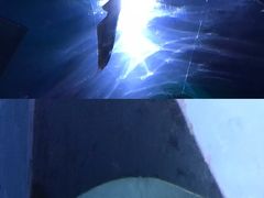 -暹罗海洋世界