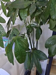 -极客侠男士假发定制补发