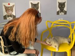 -喵屿·大理花园猫咖