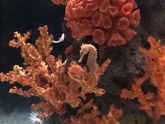-暹罗海洋世界