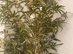 -耳艺采耳·足疗·按摩SPA(市桥店)
