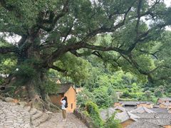 -杨家堂村