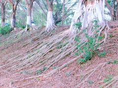 -三水森林公园