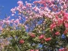 -西双版纳原始森林公园