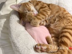 -瑞鹏宠物医院·骨科·猫科·内科(第一中心)