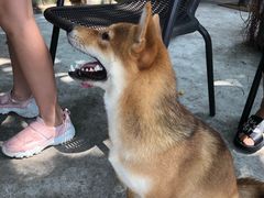 -柴犬高等学院·狗咖·柴犬售卖·宠物训练