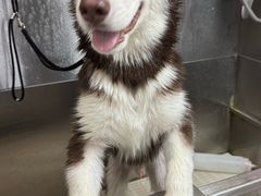 -久久宠物(河东万达店)