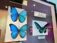 -上海昆虫博物馆