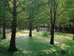 -呈贡滇池生态湿地公园