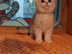 -欣宠猫屋·矮脚拿破仑·蓝金金渐层