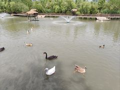 -溱湖国家湿地公园