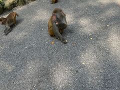 -姑婆山旅游区