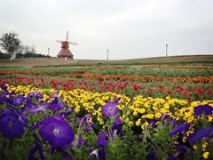 -杭州湾海上花田景区