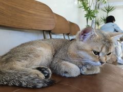 -共舞时光猫咖·狗咖(新街口店)