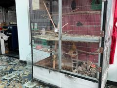 -北京龙庆四季香农家饭庄·灶台鱼·碳烤虹鳟鱼(龙庆峡店)