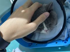 -艾贝尔宠物医院·24H转诊中心·肿瘤猫专科(江宁双龙店)