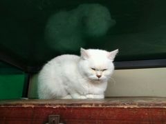 -猫咪博物馆(顶澳仔猫街店)