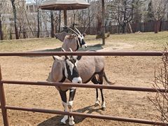 -大连森林动物园