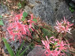 -千岛湖石林