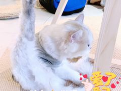 -Heymao猫咖.咖啡厅(东门店)
