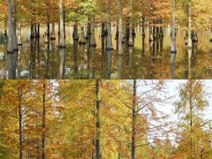 -白鹭湾湿地公园