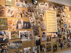 -翊宠yipet猫狗购宠庄园犬舍•猫舍