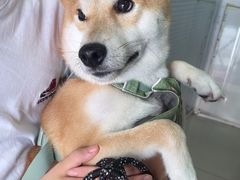 -瑞派福兴宠物医院犬猫全科·骨科·中西医结合(河东店)