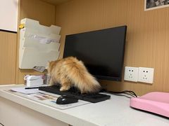 -瑞派康怡24h宠物医院·犬猫医疗中心·微创绝育(瑞景分院)