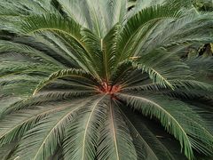 -石家庄市植物园