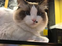 -咖法森林·咖啡  酒吧(天河店)