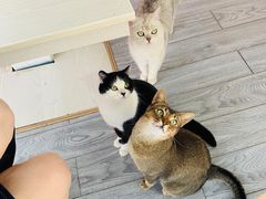 -喵屿·大理花园猫咖