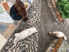 -喵屿·大理花园猫咖