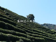 -十八棵（老龙井）御茶园(老龙井店)