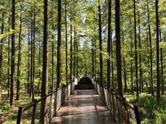 -黄海国家森林公园