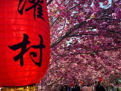 -莱阳濯村樱花园