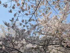 -武汉大学-樱园