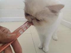 -怪兽屋·羊驼·猫咖·狗咖(俊华广场店)