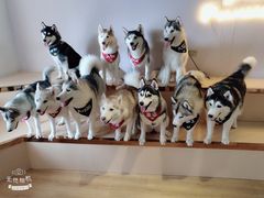 -Husky Go! 哈士奇体验馆·宠物咖啡厅狗咖