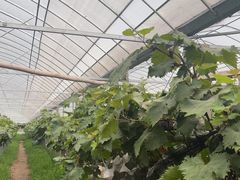 -马陆小张葡萄园农家乐