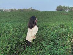 -南京市江宁方山