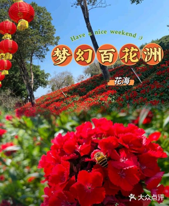 松山湖南湖湾露营营地图片